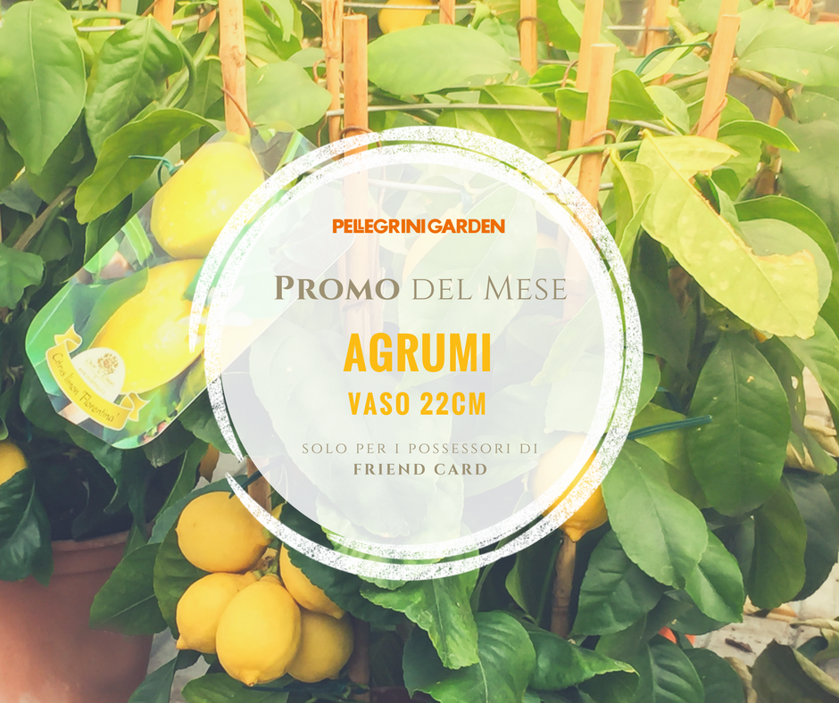 Promo del mese - agrumi