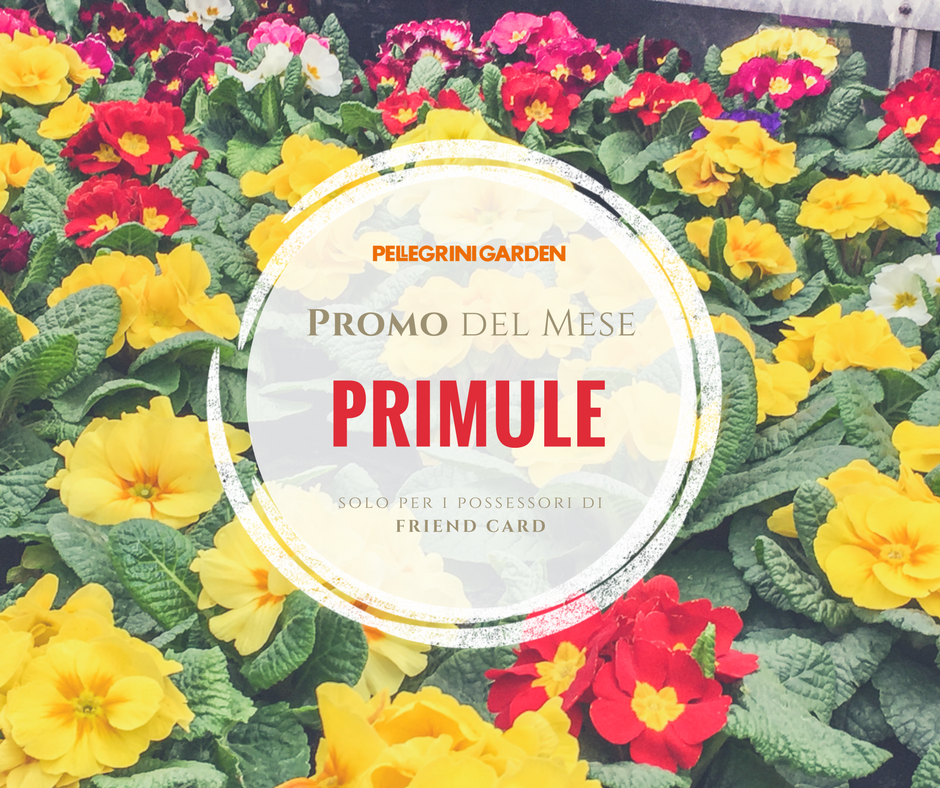 Promo del mese - primule