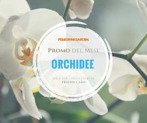 Promo del mese - orchidee