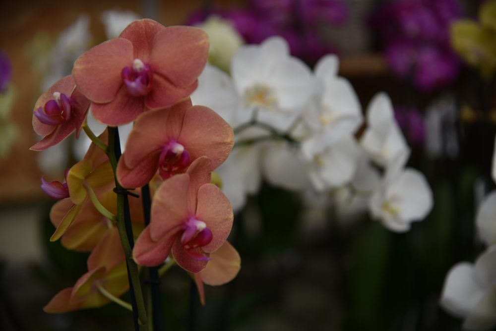 mese delle orchidee