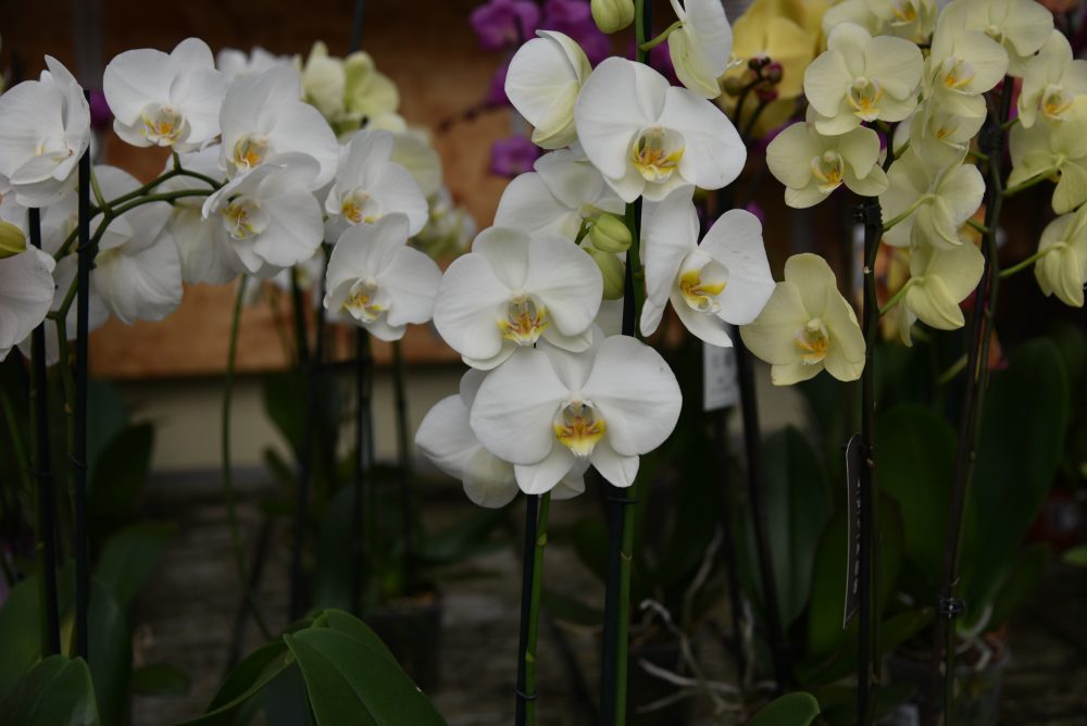 mese delle orchidee