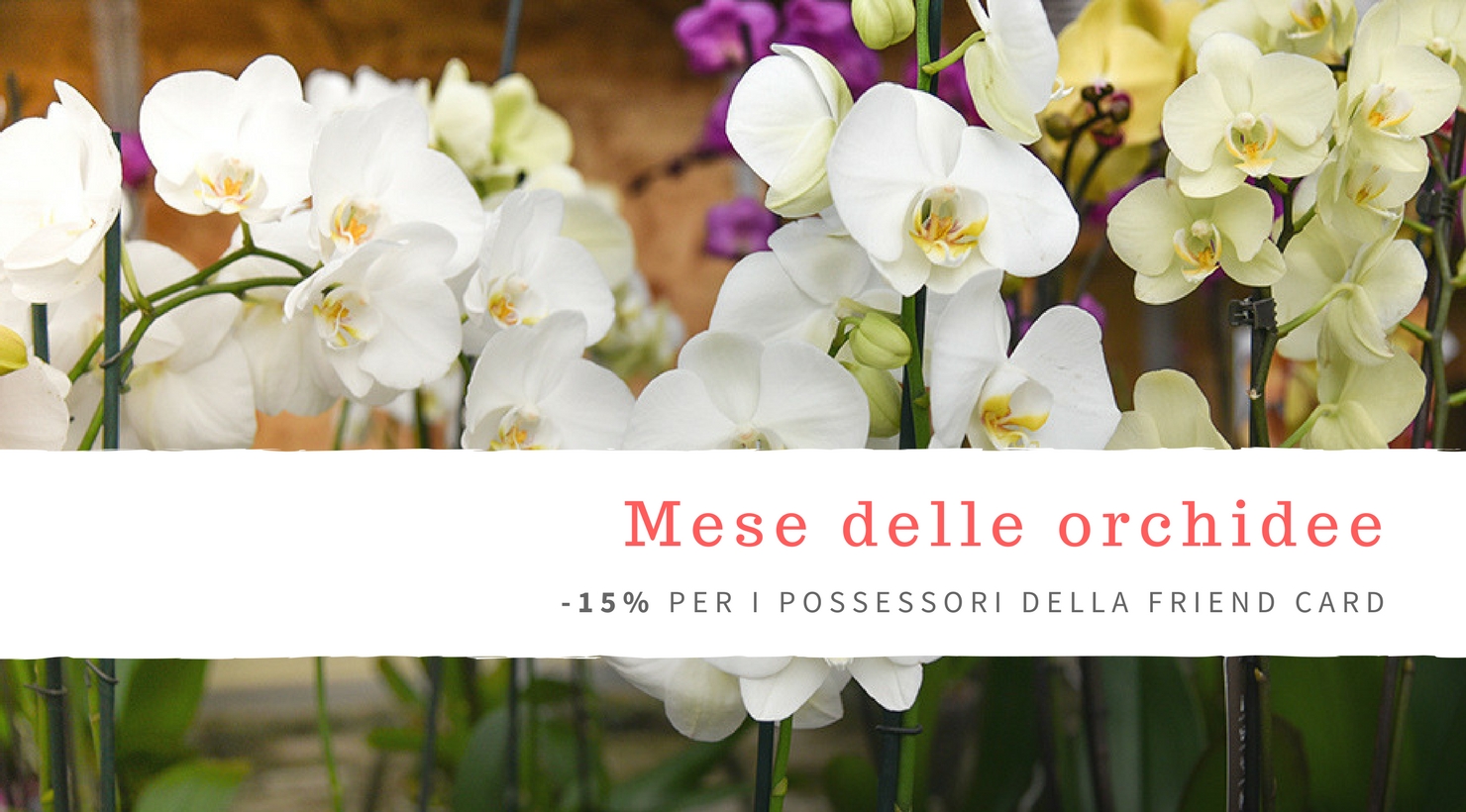 IL MESE DELLE orchidee