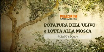 corso potatura dell'olivo e lotta alla mosca