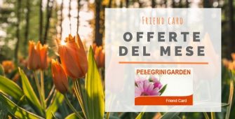 friend card offerte del mese