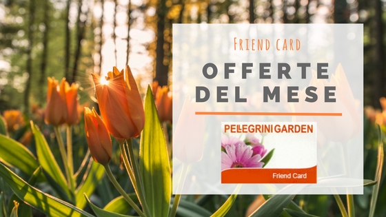 friend card offerte del mese