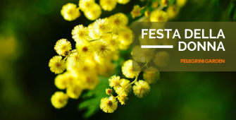 festa della donna - mimose