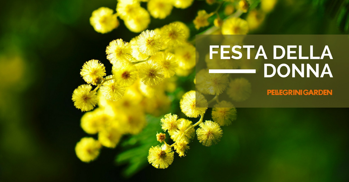 festa della donna - mimose