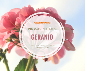 offerte del mese di aprile geranio