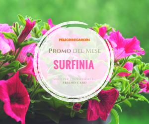 offerte del mese di aprile- geranio