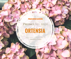 offerte del mese di aprile- ortensia