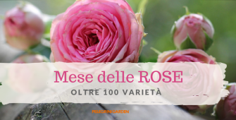 mese delle rose