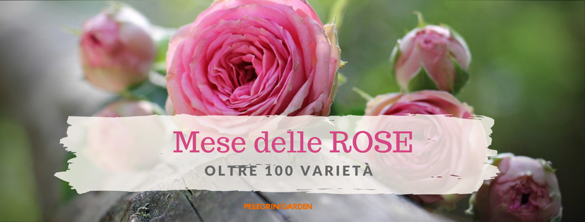 mese delle rose