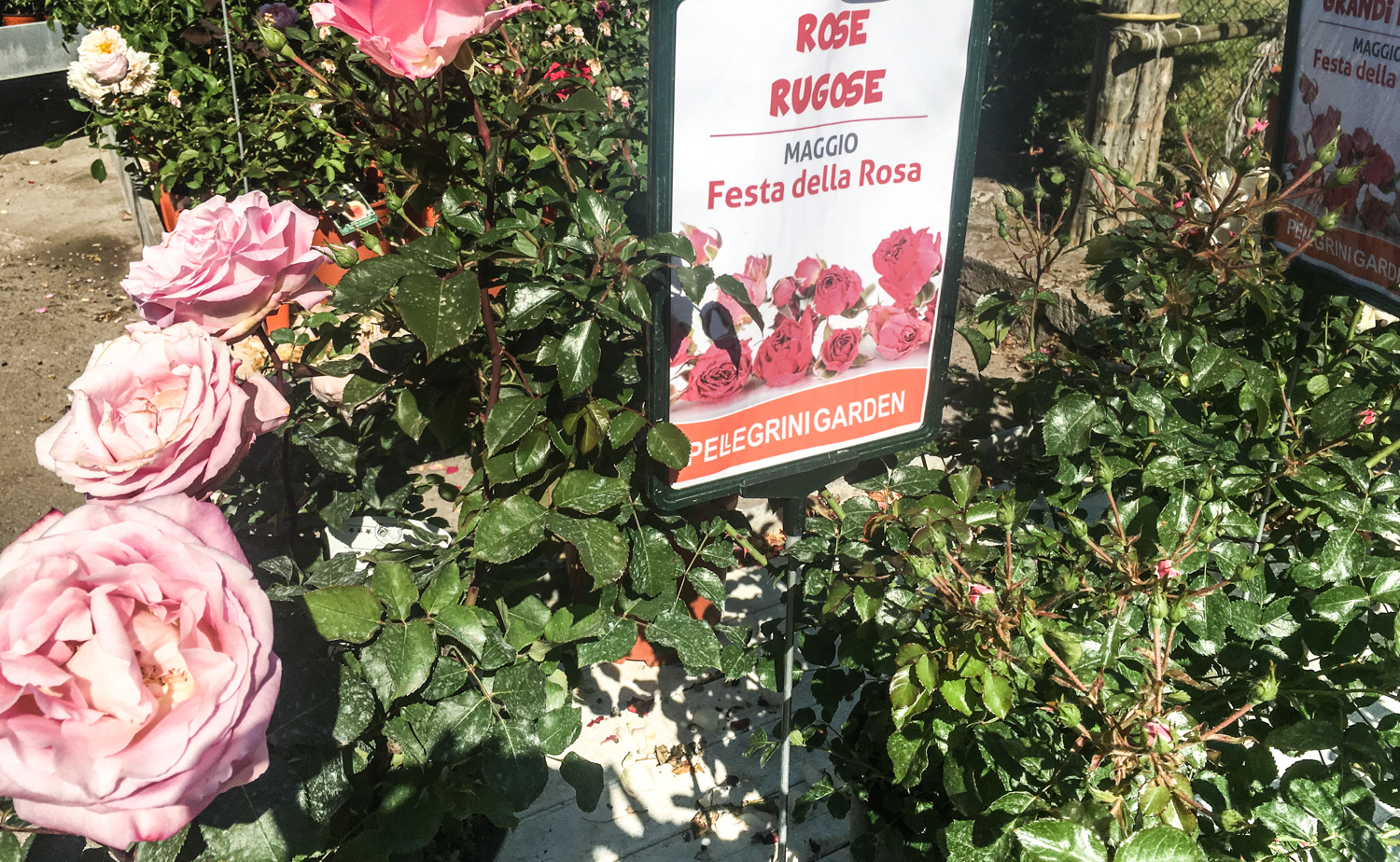 rose rugose