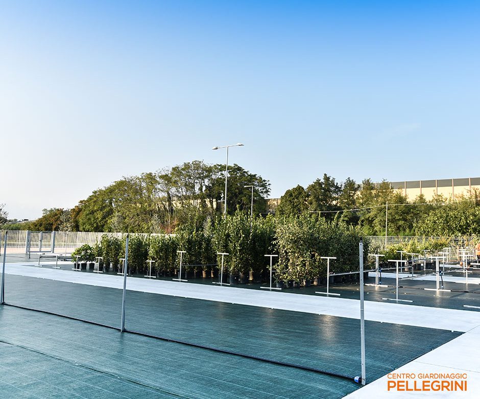 nuova sede pellegrini garden il giardino