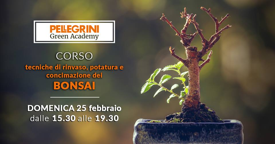 corso bonsai