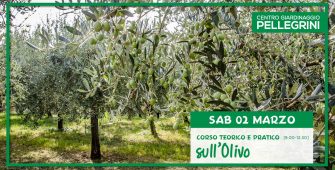 corso_olivo_centro_giardinaggio_pellegrini