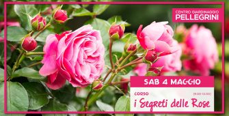 Corso I segreti delle rose Pellegrini Green Academy