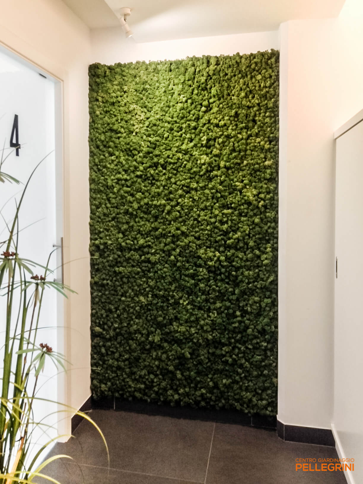 Moss Wall: la parete con lichene stabilizzato