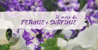 mese delle petunie e delle surfinie centro giardinaggio pellegrini