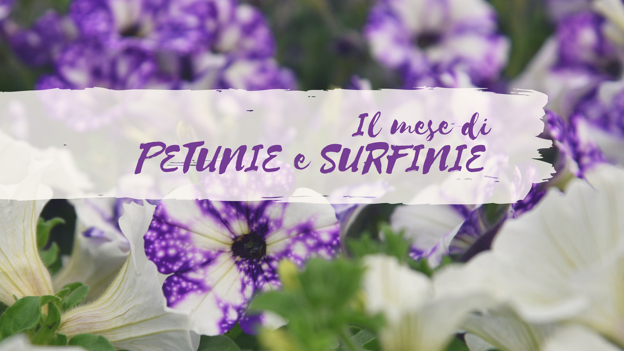 mese delle petunie e delle surfinie centro giardinaggio pellegrini