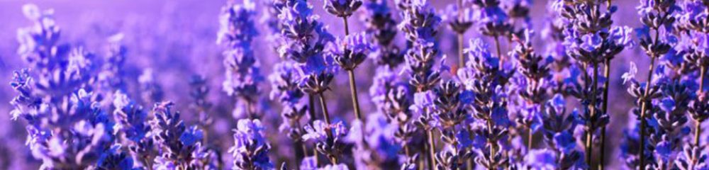 lavanda_pianta_aromatica_e_officinale