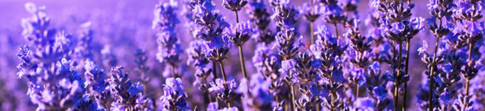 lavanda_pianta_aromatica_e_officinale