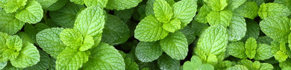 menta_piante_aromatiche_e_officinali