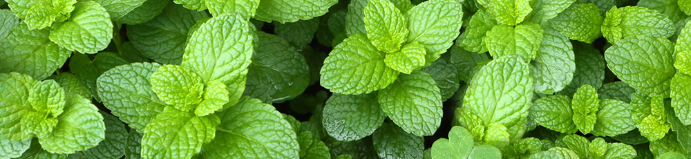 menta_piante_aromatiche_e_officinali