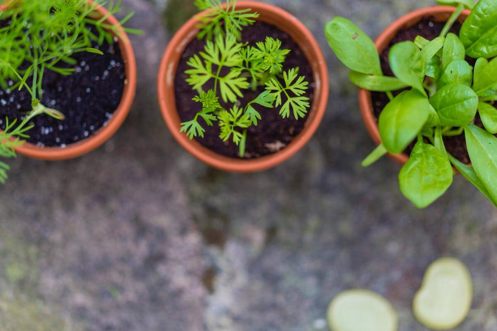 Coltivare_erbe_aromatiche_sul_balcone