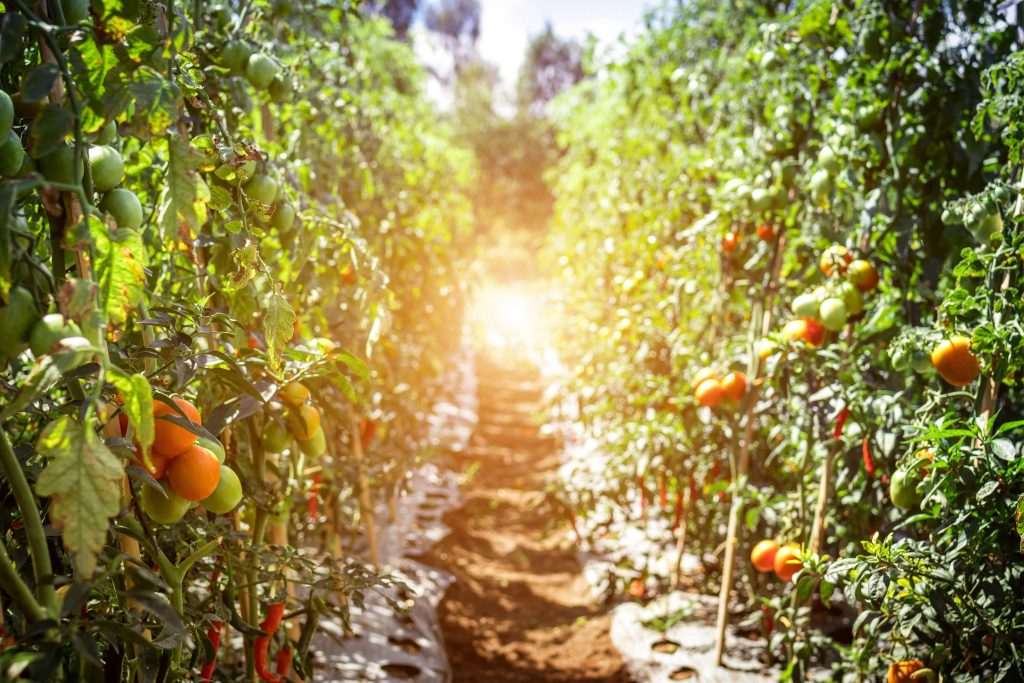 come coltivare pomodori il terreno giusto