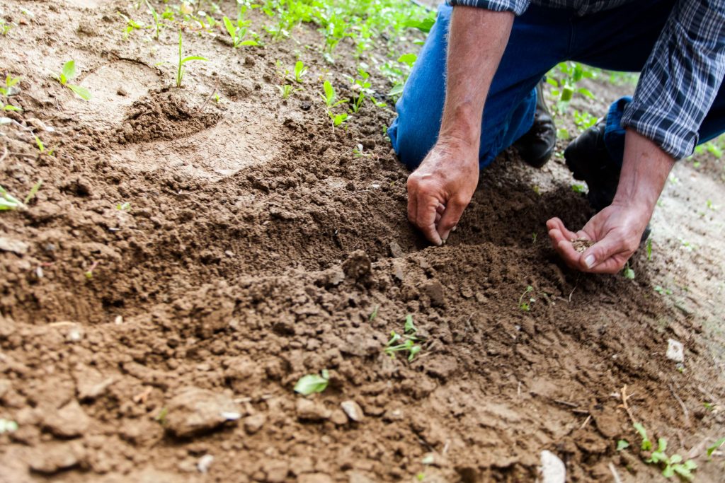 come seminare le piante di pomodori