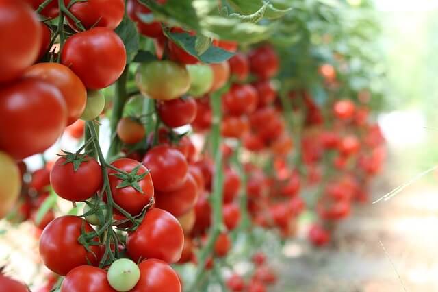 coltivare pomodori ciliegini