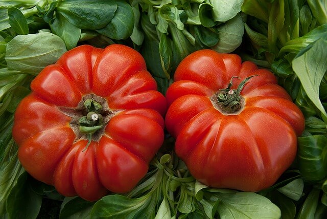 coltivare pomodori cuore di bue