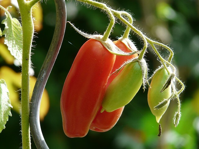 come coltivare pomodori san marzano