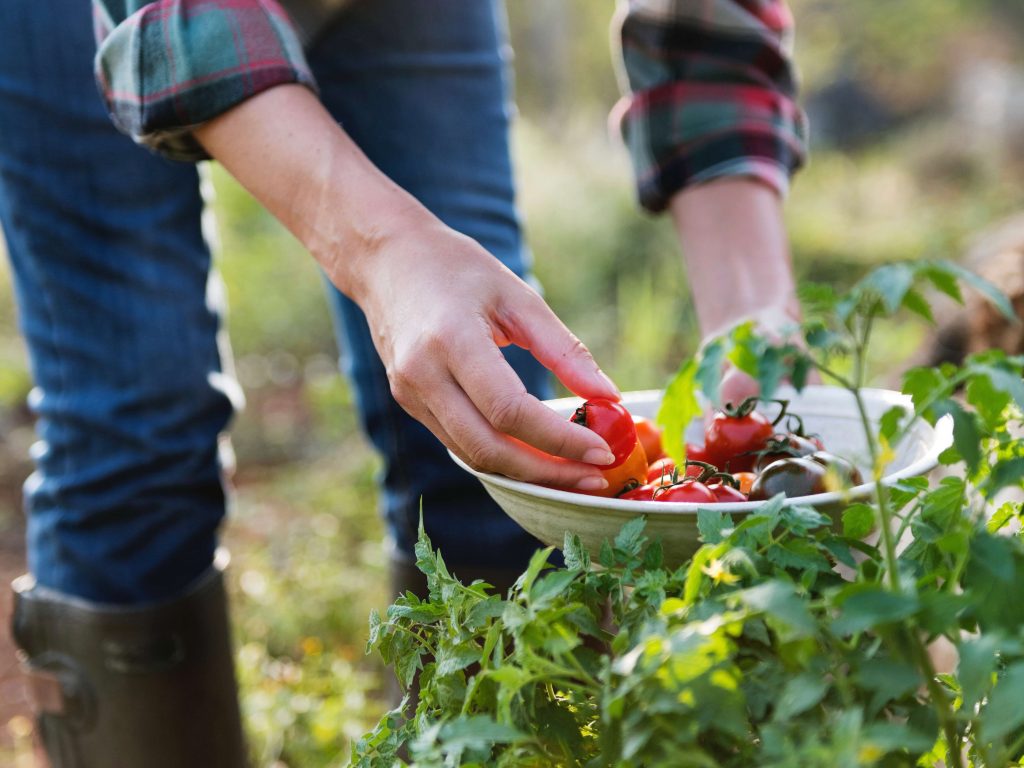 come si raccolgono i pomodori