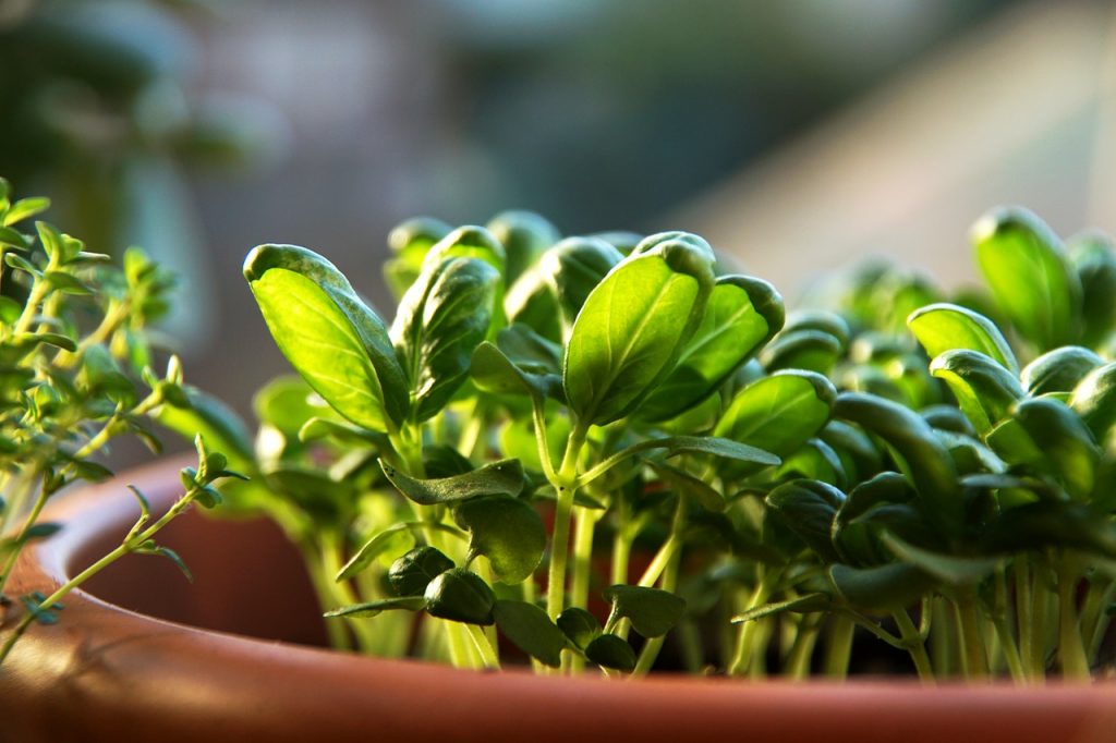 basilico sul balcone