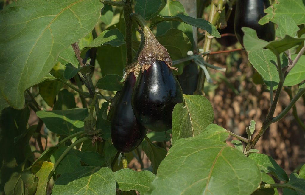 coltivare melanzane in vaso