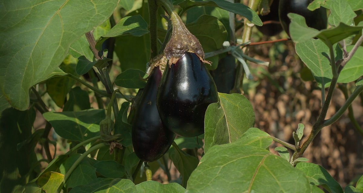 Coltivare melanzane in vaso