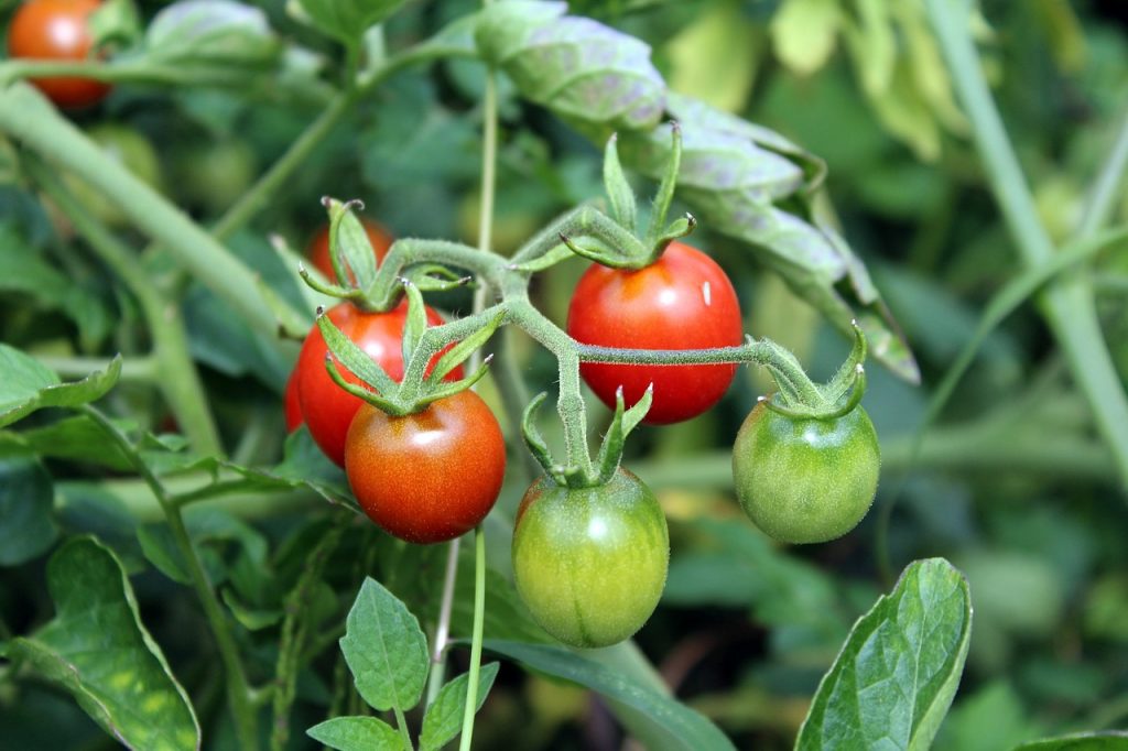 coltivare pomodori in vaso
