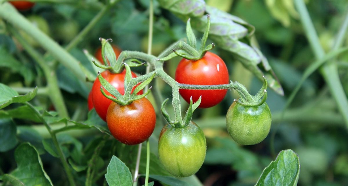 pomodori sul balcone