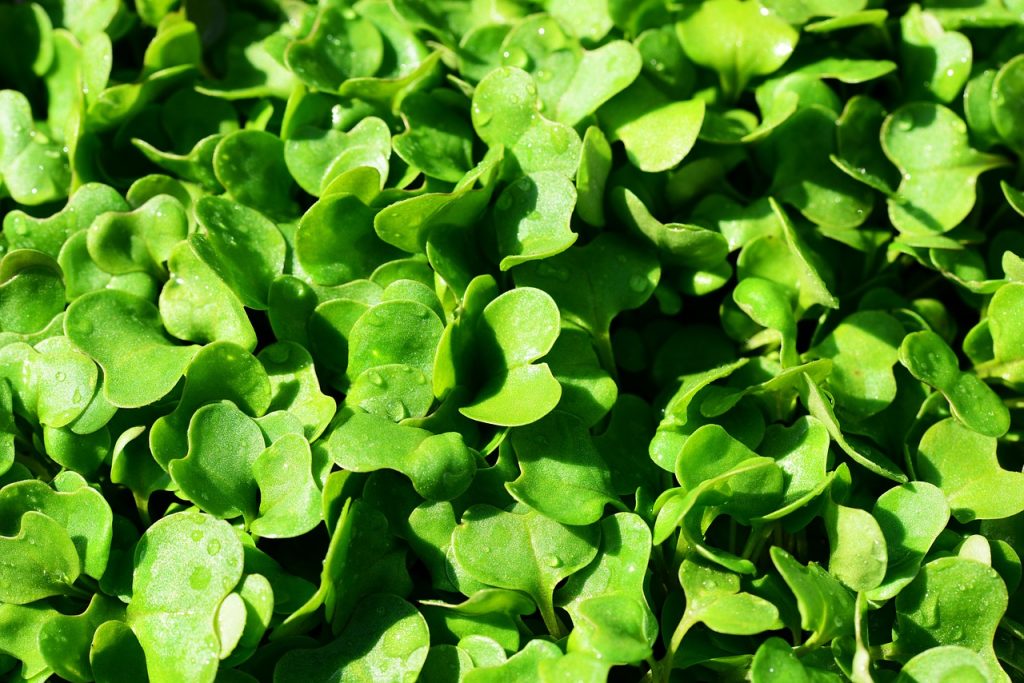 coltivare rucola in vaso