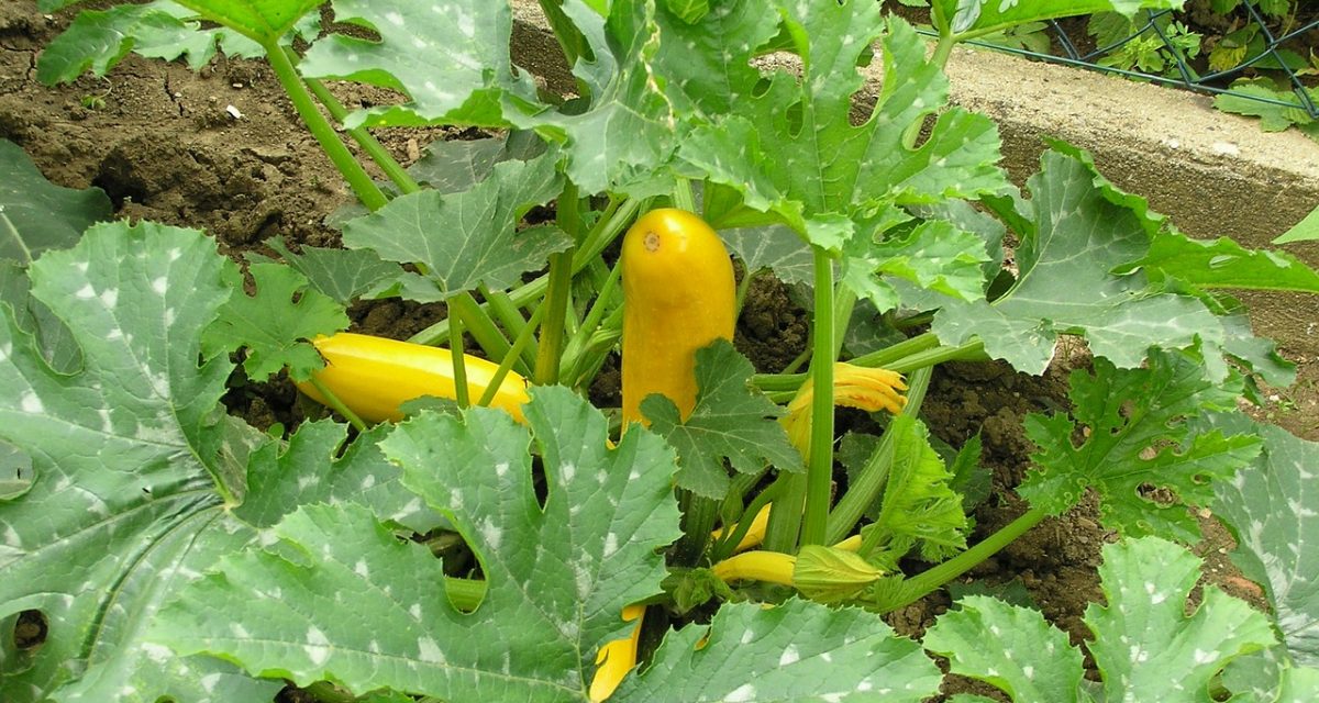 Coltivare zucchine in vaso