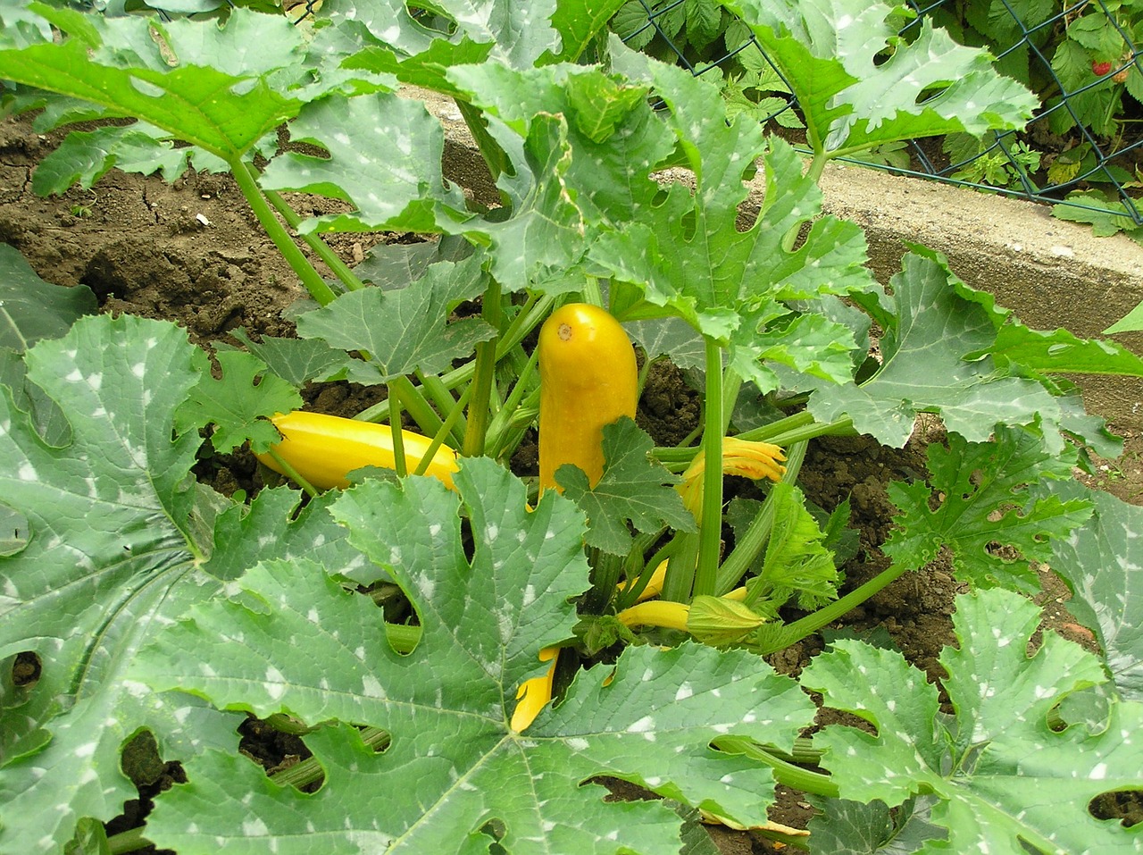 Coltivare zucchine in vaso Pellegrini Garden