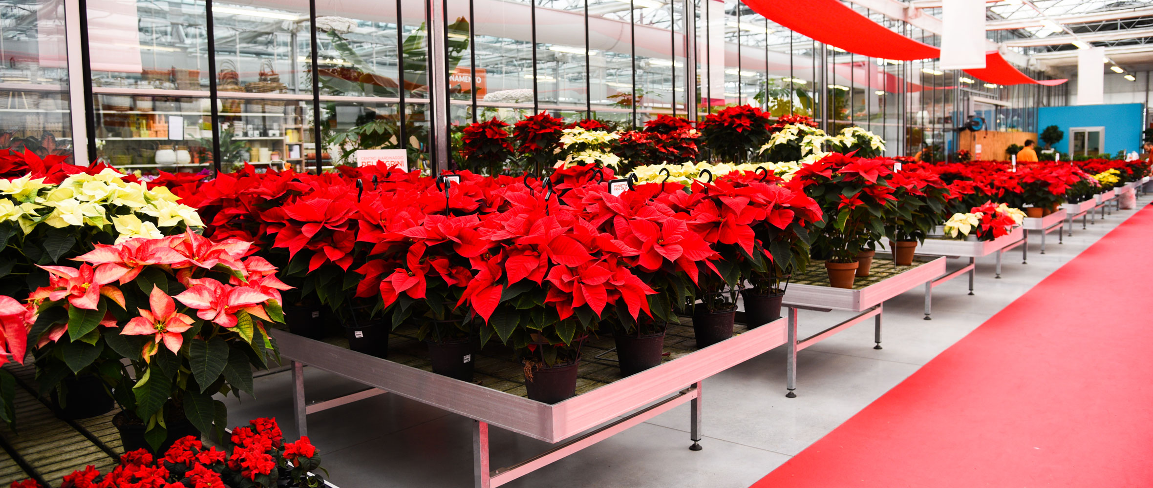 natale-pellegrini-orari