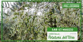 7-03-20-corso-potatura-olivo-Pellegrini