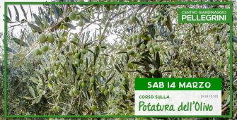 14-marzo-2020-corso-potatura-olivo-pellegrini