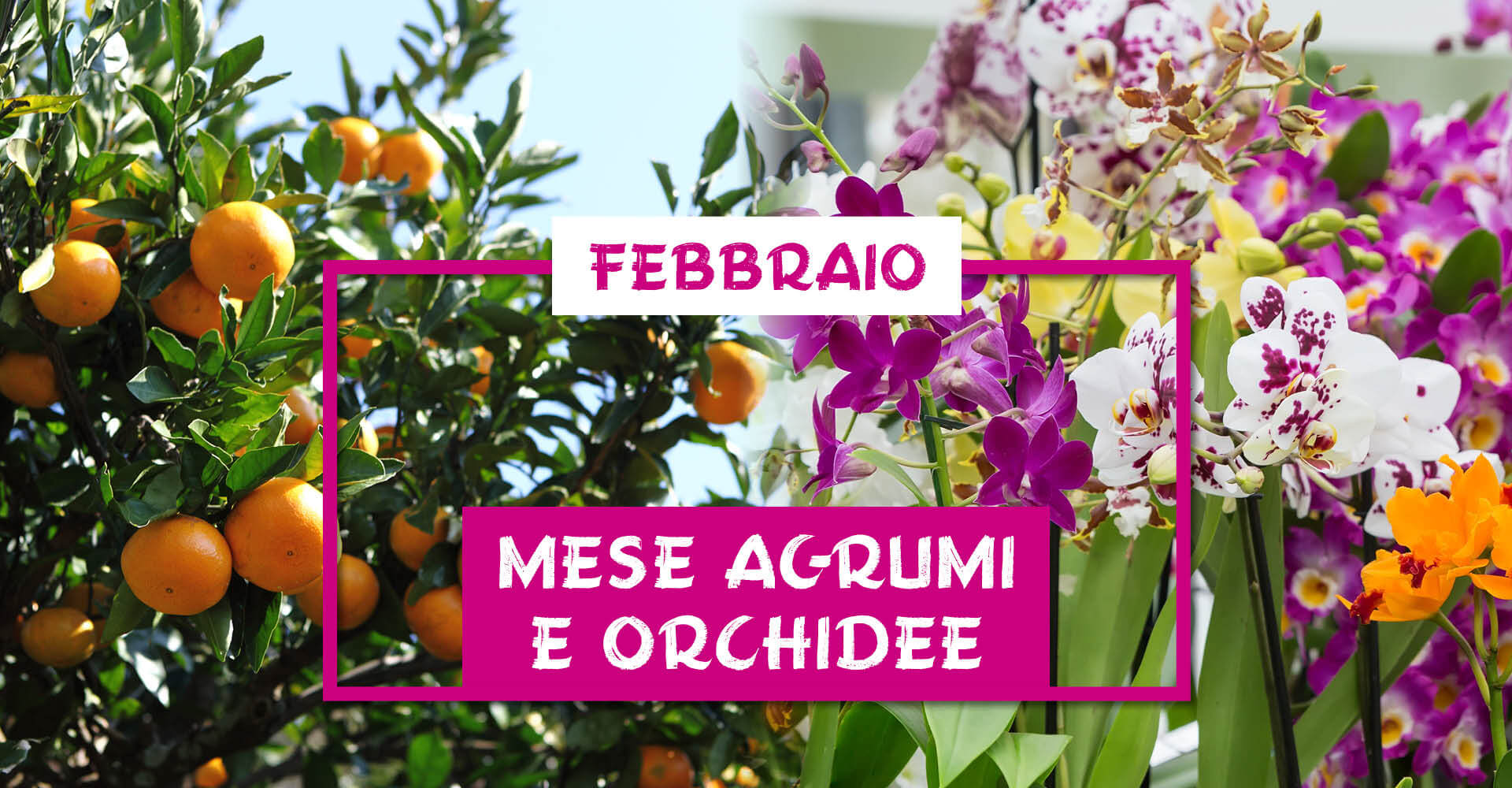 Mese-Agrumi-Orchidee-centro-giardinaggio-pellegrini