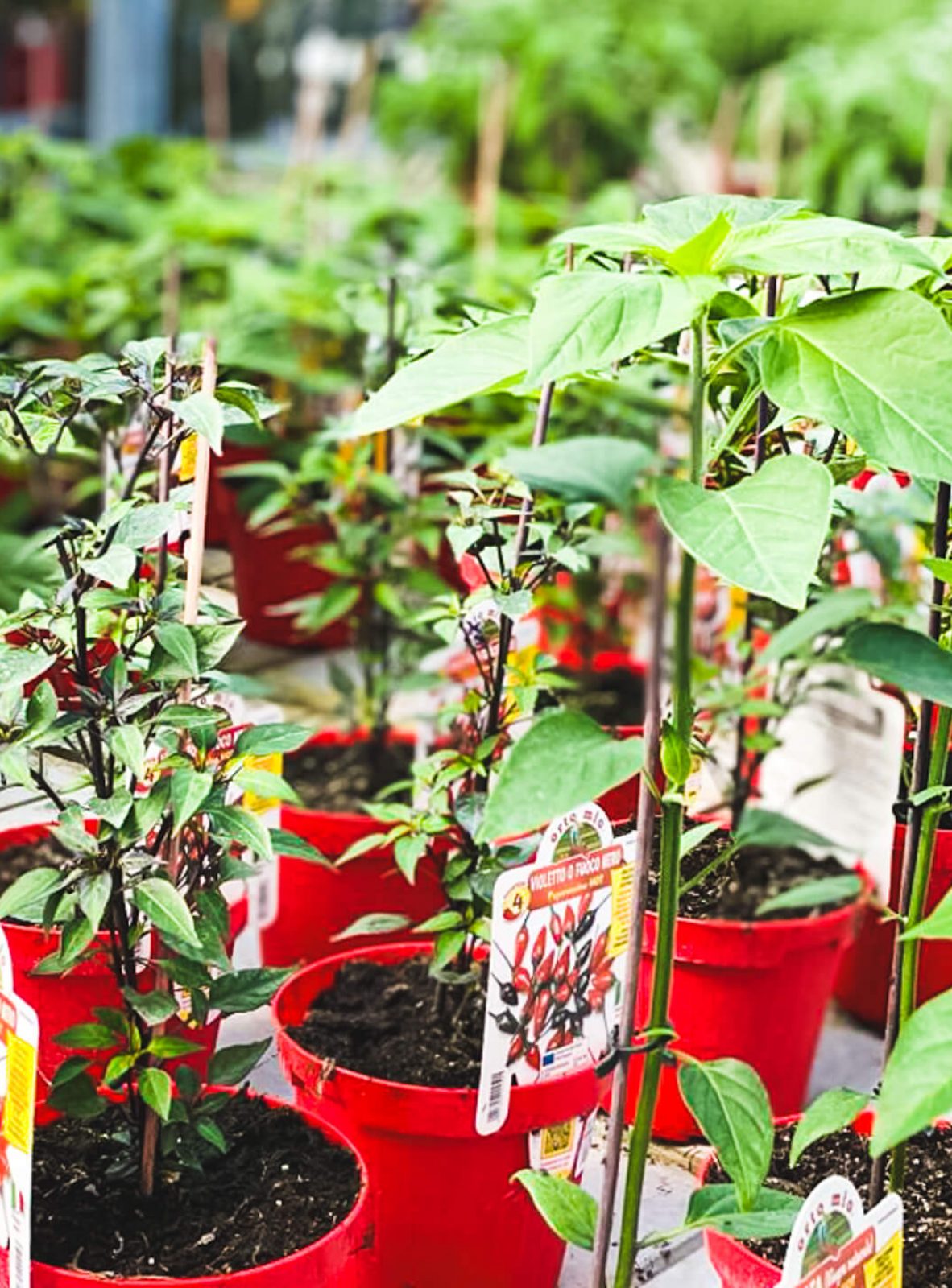 aprile-mese-peperoncino-e-lavanda4