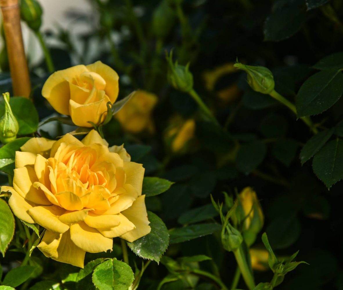 centro-giardinaggio-pellegrini-maggio-mese-rose-e-ortensie_3