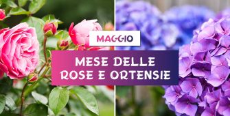 maggio-mese-rose-e-ortensie-centro-giardinaggio-pellegrini